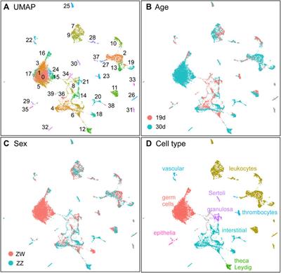 Direct male development in chromosomally ZZ zebrafish